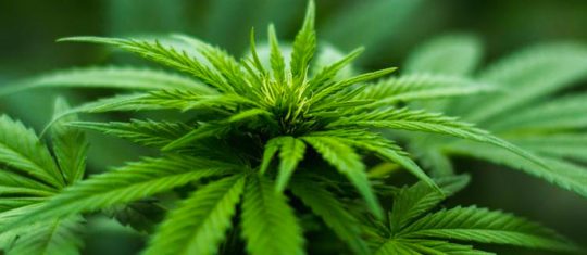 therapeutiques du CBD
